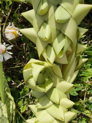 Intrecci Beverinesi Intreccio palme a Beverino