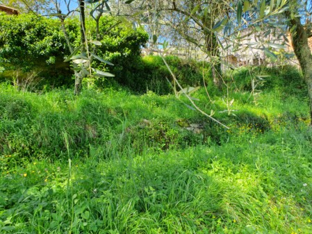 Vegetazione in uliveto