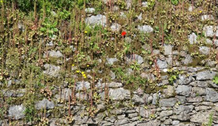 muro in sassi muretto a secco a corvara sp