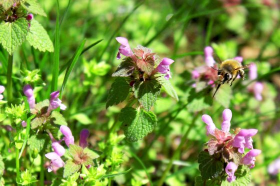 Natura in val di vara fiori selvatici