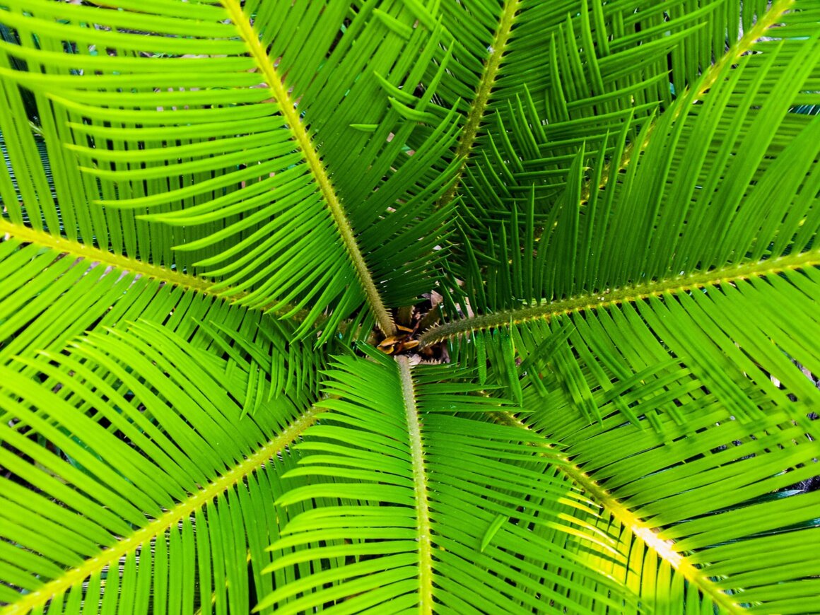 Palme di Beverino mani in palma a Beverino