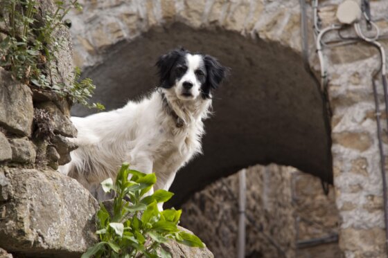 cane e muretti animale su muri in sasso