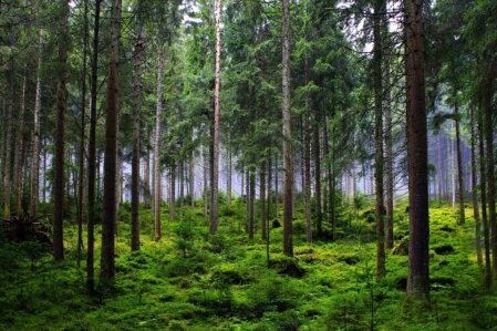 Alberi foresta